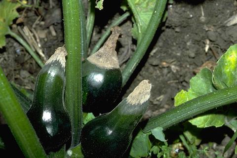 Zucchini rotting from blossom end rot, a mineral imbalance disorder.