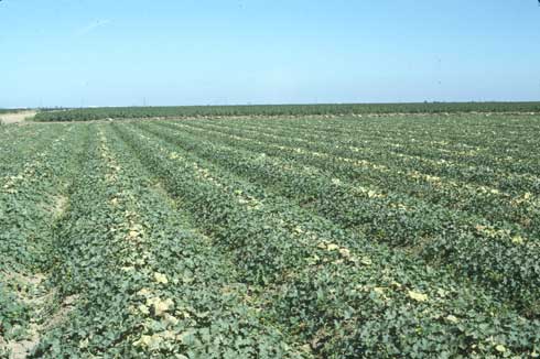 Yellows (molybdenum deficiency) in a melon field.