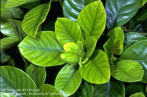 Foliage damaged due to iron deficiency .