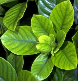 Iron-deficient gardenia leaves