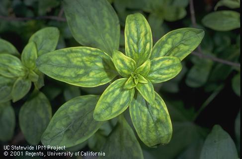 Yellowing of snapdragon foliage caused by a nutritional disorder.