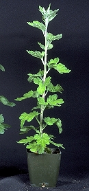 Foliage damage due to nitrogen deficiency