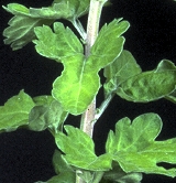 Foliage damage due to nitrogen deficiency