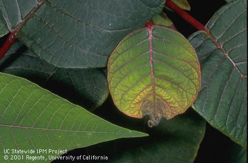 Yellowing and browning of a poinsettia leaf caused by phosphorus deficiency.