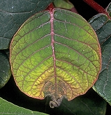 Phosphorus deficient leaves