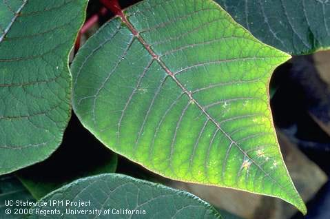 Foliage damage due to boron deficiency.