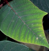 Foliage damage due to boron deficiency