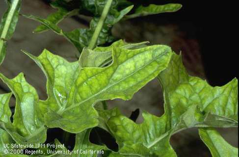 Iron deficiency probably caused this Gerbera foliage to turn yellow while the leaf veins remained green.