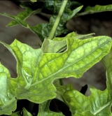 Foliage damage to gerbera leaves