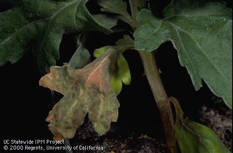 Leaf necrosis on Chrysanthemum caused by excess sodium chloride.