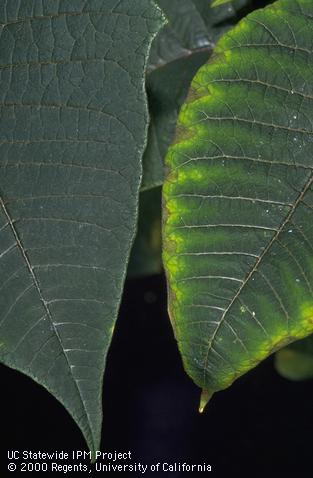 Foliage damage by sodium chloride.