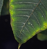 Foliage damage by excess sodium chloride