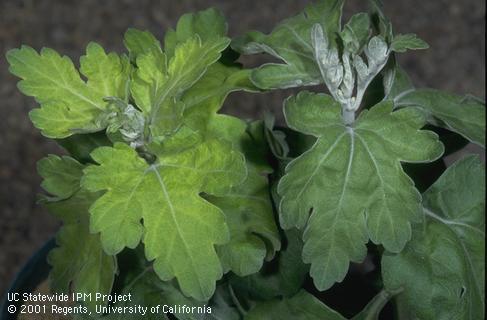 The yellow new growth of the chrysanthemum on the left was caused by irrigation water that was too alkaline.