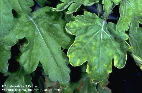 Foliage damage due to excess boron.