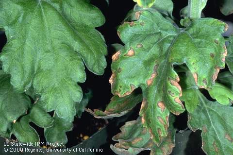 Marginal necrosis of chrysanthemum leaves due to boron toxicity (right) compared with healthy leaves.