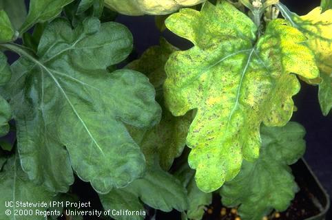 Foliage damage due to excess manganese.