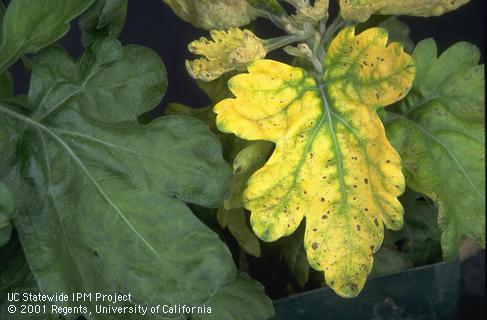 The yellowing of this chrysanthemum leaf was caused by excess manganese.