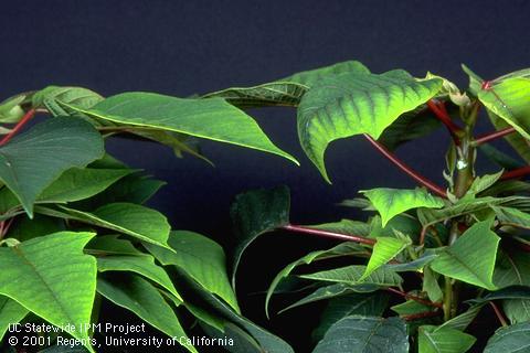 Foliage damage from ammonium.