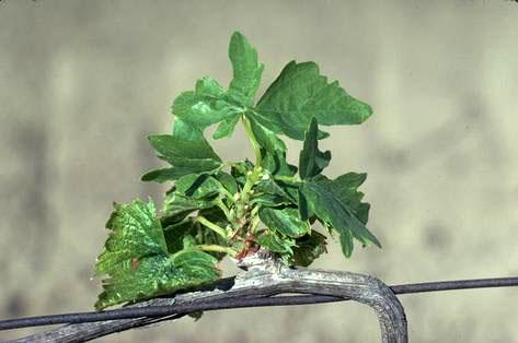 Shoot damaged by water stress.