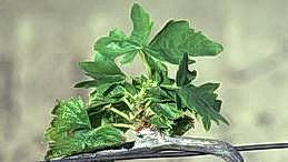 Dwarf appearance of boron deficient shoots