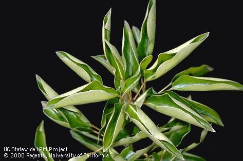 Foliage damaged by mineral deficiency (phosphorus).