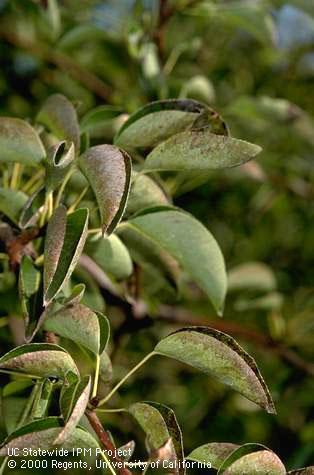 Potassium-deficient pear leaves typically cup up at edges, and turn gray or bronze color along the margins.