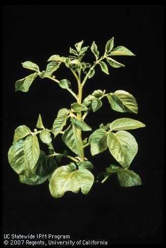 Foliage damaged by mineral deficiency (nitrogen).