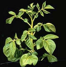 Nitrogen-deficient potato plant