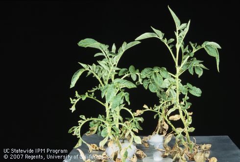 Foliage damaged by mineral deficiency (zinc).