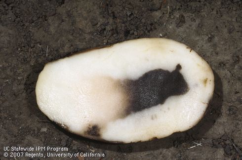 Tuber damaged by mineral deficiency (blackheart).