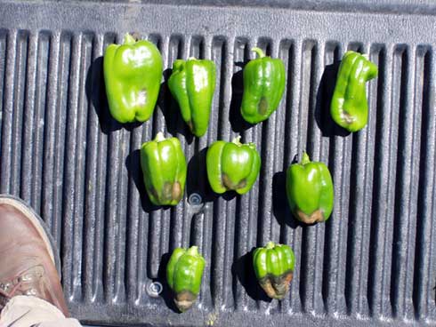 Dry sunken, decayed areas near the blossom end of pepper fruit caused by calcium deficiency (blossom end rot).