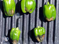 Dry sunken, decayed areas near the blossom end of pepper fruit caused by calcium deficiency (blossom end rot).