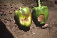 Sunken, dry brown patches on pepper fruit resulting from nitrogen toxicity.