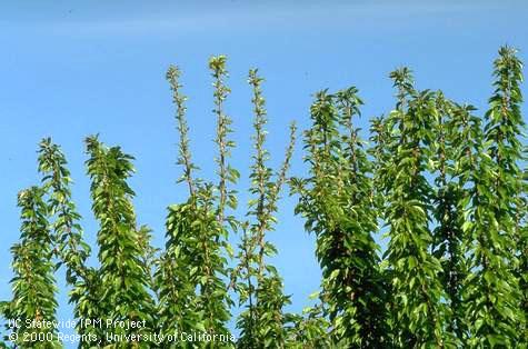 Foliage affected by zinc deficiency, little leaf.