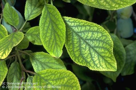 Iron deficiency causes stone fruit leaves to turn yellow except that the veins remain green.