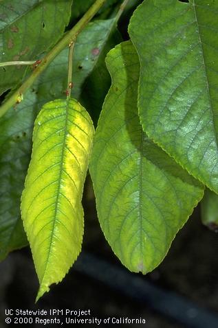 Magnesium deficiency symptoms. A frond of Senegal date palm, <i>Phoenix recliata</i>, that is discolored bright yellow around the perimeter while the adjacent portions of the leaf and the midrib remain green.