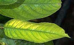 Iron deficiency in cherry leaves