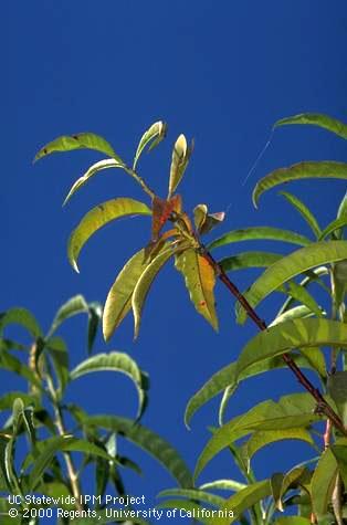 Yellowing and reddening of leaves at top of tree with some red spotting are symptoms of nitrogen deficiency in stone fruits.