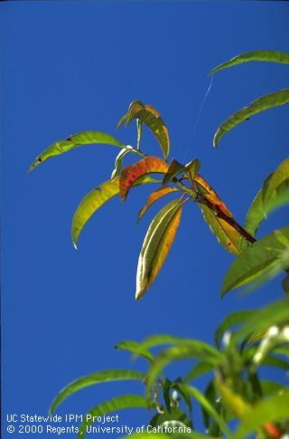 Nitrogen deficiency symptoms on peach foliage.