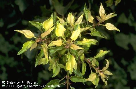 Zinc deficiency in stone fruits causes leaves at the tips of shoots to be stunted and the internodes to be shortened so that the shoot tips have a rosette appearance. Leaves also become distorted and pale green or yellow.