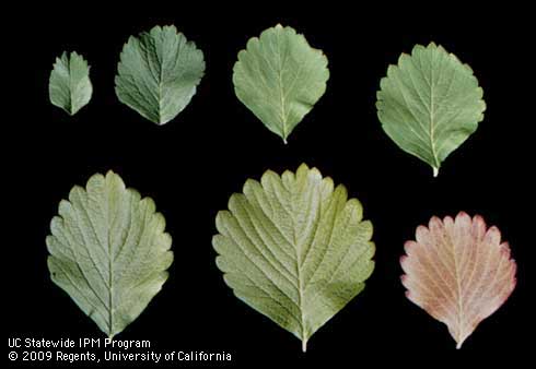 On strawberry plants deficient for nitrogen, the youngest leaflets (upper left) remain green while older leaflets turn yellow. The oldest (lower right) may turn yellowish.