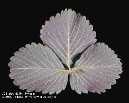 Phosphorus deficiency causes the lower surface of strawberry leaves to turn purplish.