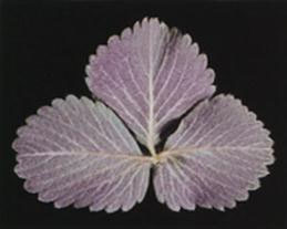 Purpling of leaf undersides due to phosphorus deficiency.