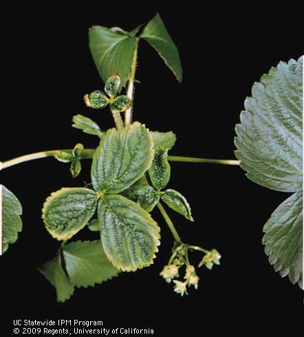 Boron deficiency causes distorted leaf growth and yellowing that begins at leaf margins. The tips of young leaves turn brown.