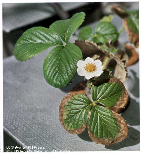 Toxic levels of salt cause strawberry leaf margins to turn brown and dry.