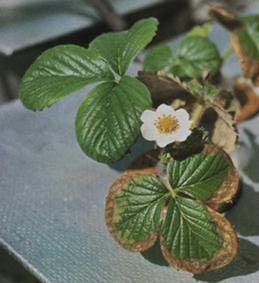 Strawberry leaf margins injured by salt toxicity