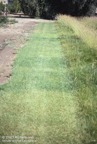 Kentucky bluegrass with symptoms of nitrogen deficiency.  