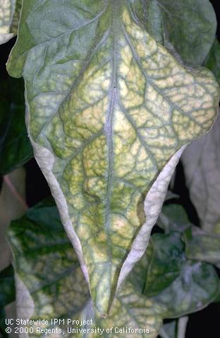 Foliage damaged by mineral deficiency.