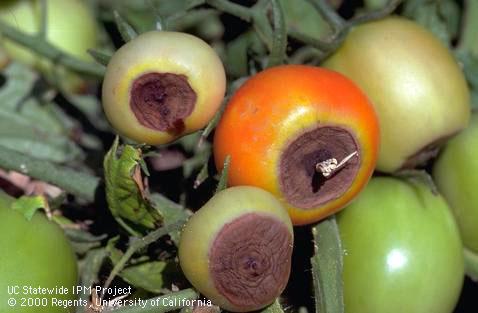 Fruit damaged by mineral deficiency.