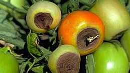 Sunken, leathery lesions on tomatoes